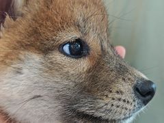 -贝康宠物医院·犬猫全科·小动物特色诊疗中心(东环路店)