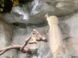 -Zoolung Zoolung动物主题公园(海信广场店)