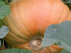 -兰陵国家农业公园