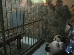 -成都大熊猫繁育研究基地-熊猫厨房