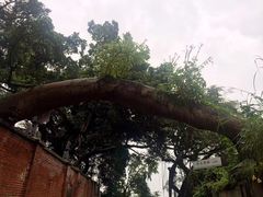 -猫咪博物馆(顶澳仔猫街店)