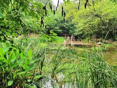 -白水寺森林公园