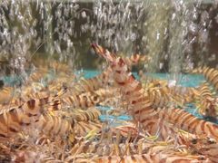 -阿伟海鲜楼·福建菜(延寿店)