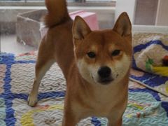 -帕帕拉兹宠物(亚洲旗舰店)