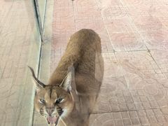 -西霞口神雕山野生动物世界