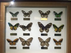 -上海昆虫博物馆