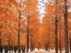 -春花秋色城市公园