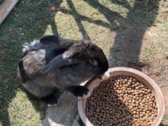 -逸廊大堂吧-下午茶·简餐-千岛湖自由洲际殿