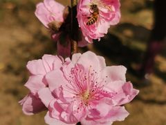 -桃花涧