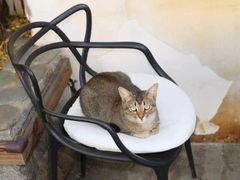 -喵屿·大理花园猫咖