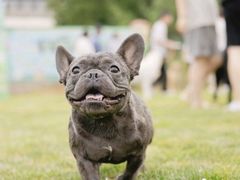 -趣玩宠物乐园寄养训犬训狗游泳池