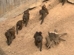 -大连森林动物园