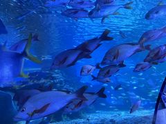 -太平洋海底世界