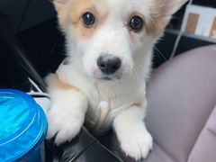 -翊宠yipet猫狗购宠庄园犬舍•猫舍