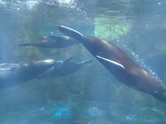 -洛阳龙门海洋馆