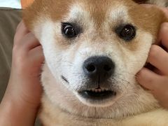-是阿柴呀！柴犬咖啡·爱喵喵猫咖