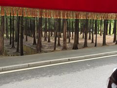 -日照海滨国家森林公园