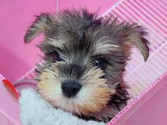 -翊宠yipet猫狗购宠庄园犬舍•猫舍