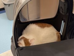 -萌兽医馆·犬猫专科·眼科中心·宠物医院(朝阳门分院)