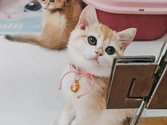 -糯米喵星人总部直营旗舰店·猫舍·幼猫出售