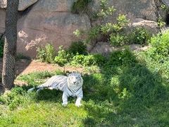 -西霞口神雕山野生动物世界