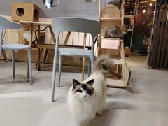 -豆逗聊愈猫阁Easy Life