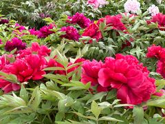 -莲花池公园