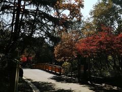-青枫公园