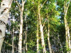 -塞罕坝国家级自然保护区