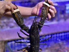 -青蓬蒸汽海鲜·深圳老字号·团建聚会(壹方城店)