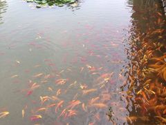 iphone_upload_pic-武汉紫薇都市田园