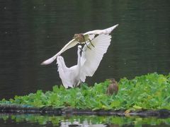 -重庆彩云湖湿地公园