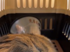 -瑞派康怡24h宠物医院·犬猫医疗中心·微创绝育(瑞景分院)