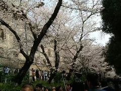 -武汉大学-樱园