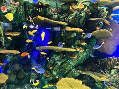 -上海海洋水族馆