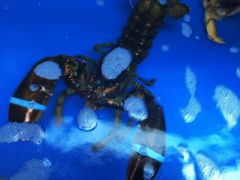 -金蝉食府(维吉奥广场店)