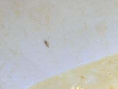 -杨小贤芒果绵绵冰(南门口店)