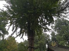 -武侯墓风景区