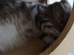 -Catmate·猫肥家润(金润铂宫店)