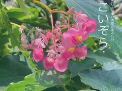 -上海辰山植物园
