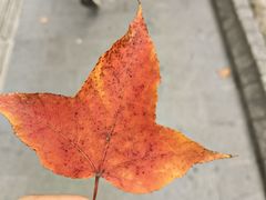 -上海佘山国家森林公园西佘山园