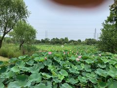 -上海长兴岛郊野公园