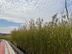 -西安浐灞国家湿地公园