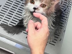 -FAELING PETS美天灵宠物(富力广场店)