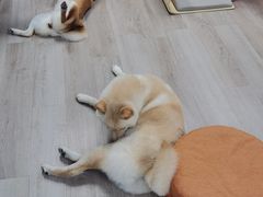 -柴迷FANS CLUB·柴犬狗咖·猫咖
