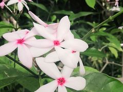 -北京植物园-展览温室