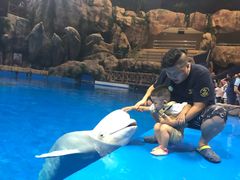 -芜湖新华联大白鲸海洋公园