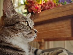 -海边的猫和咖啡馆
