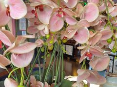 -八府香鸭·啫啫煲(华山路店)