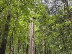 -五营红松林海景区